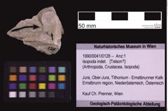 Foto (Objekt + Etiketten) von Isopoda indet. (NHMW-GEO-1990-0041-0128)